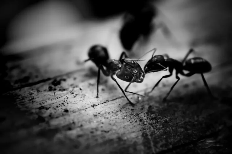 Specjalistyczna pomoc w usuwaniu mrówek z mieszkania